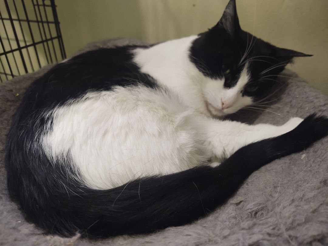 Cow, a Adoptable Domestic Short Hair in Buffalo, NY image 1/3