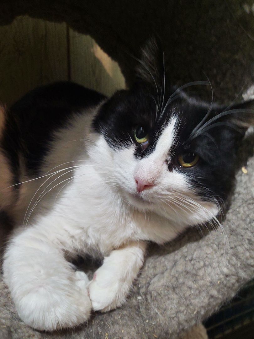 Cow, a Adoptable Domestic Short Hair in Buffalo, NY image 2/3