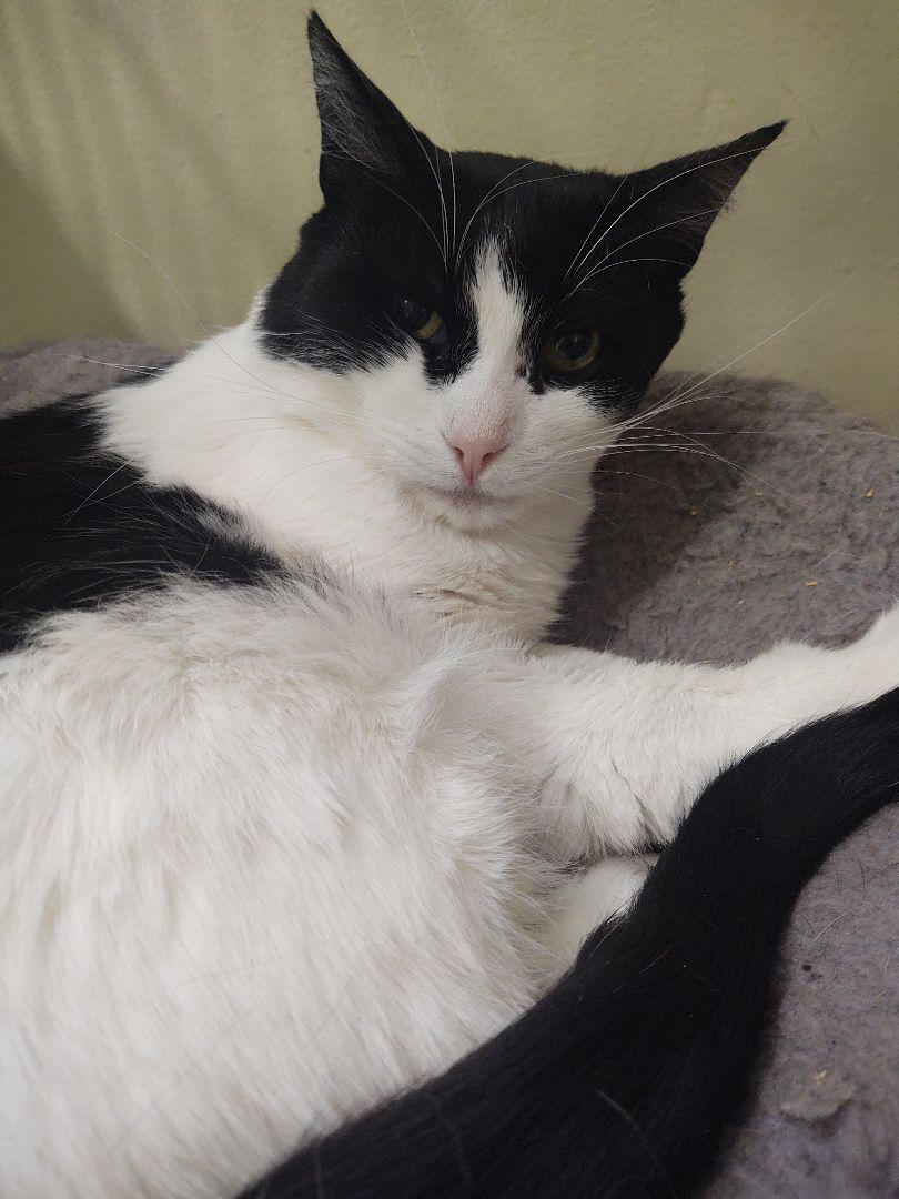 Cow, a Adoptable Domestic Short Hair in Buffalo, NY image 3/3