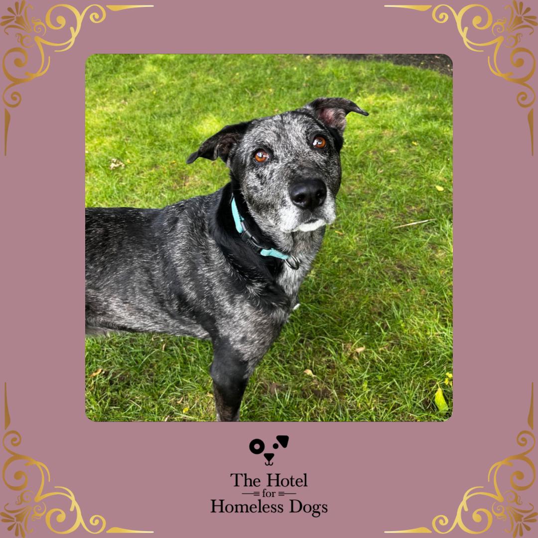 Stella, Adult Female Catahoula Leopard Dog