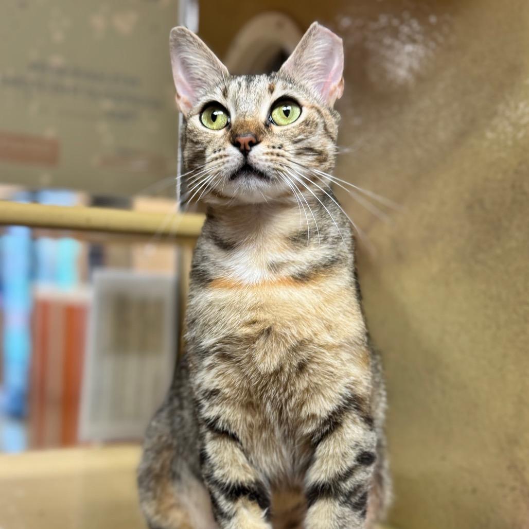 Enlarge Presley, a Adoptable Domestic Short Hair in Jupiter, FL image 1/6