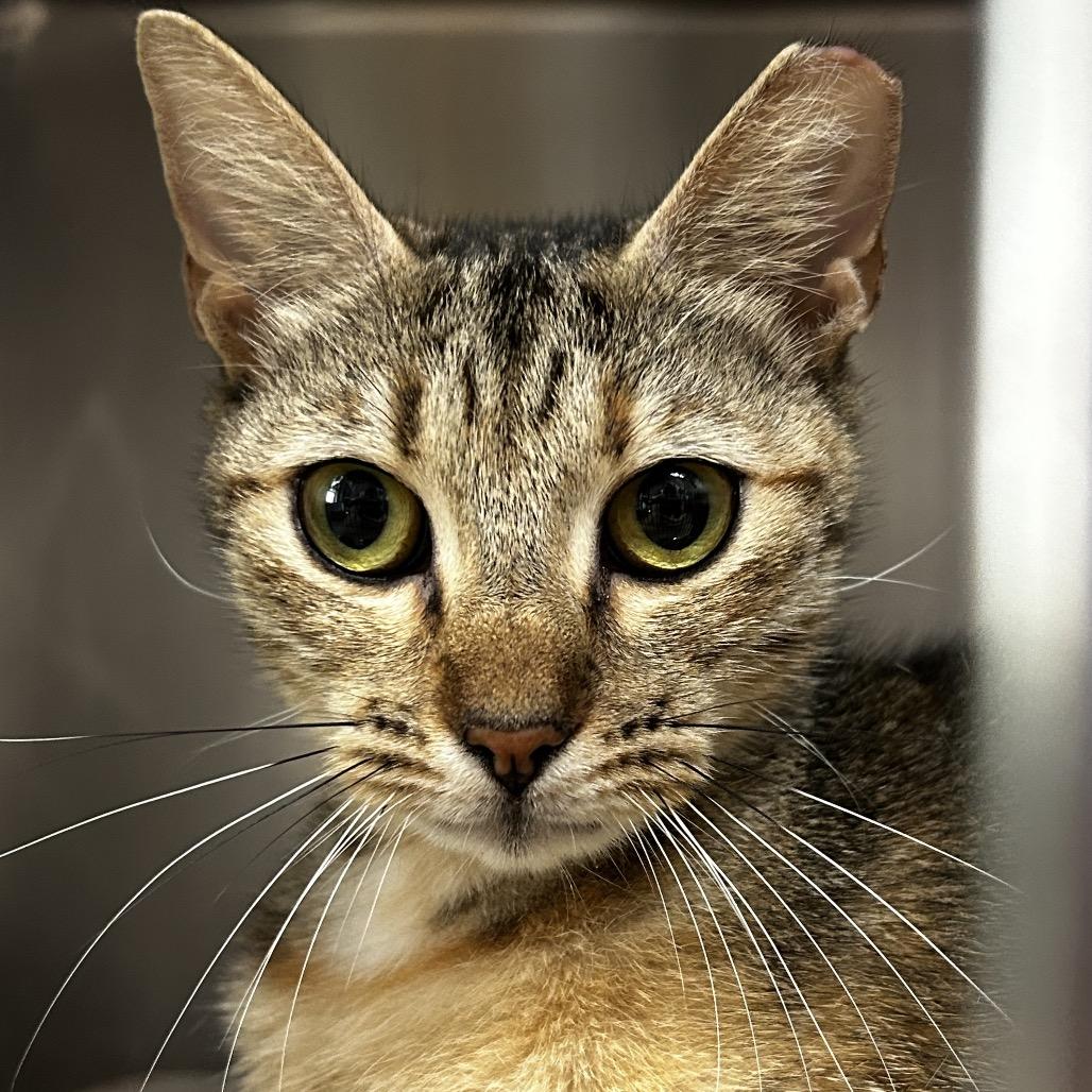 Enlarge Presley, a Adoptable Domestic Short Hair in Jupiter, FL image 2/6