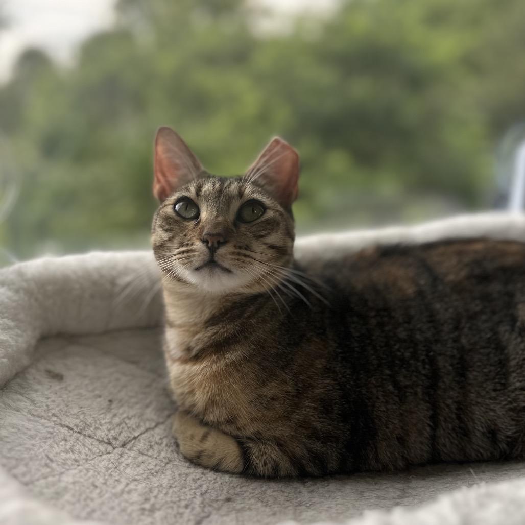 Enlarge Presley, a Adoptable Domestic Short Hair in Jupiter, FL image 3/6