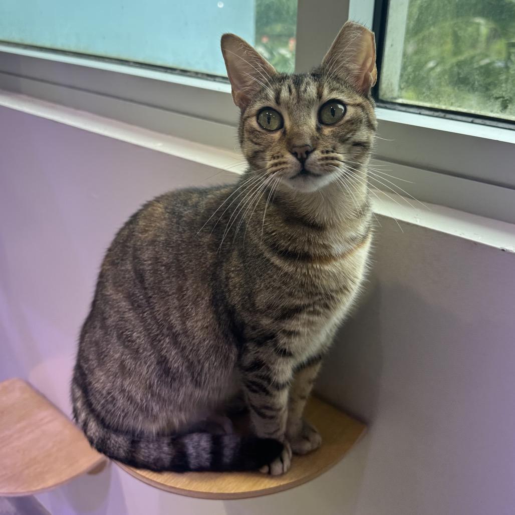 Enlarge Presley, a Adoptable Domestic Short Hair in Jupiter, FL image 4/6