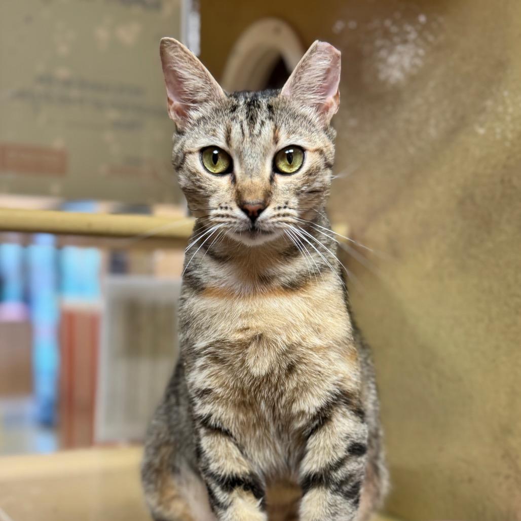 Enlarge Presley, a Adoptable Domestic Short Hair in Jupiter, FL image 5/6