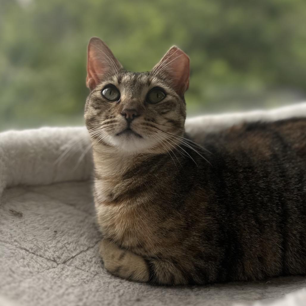 Enlarge Presley, a Adoptable Domestic Short Hair in Jupiter, FL image 6/6