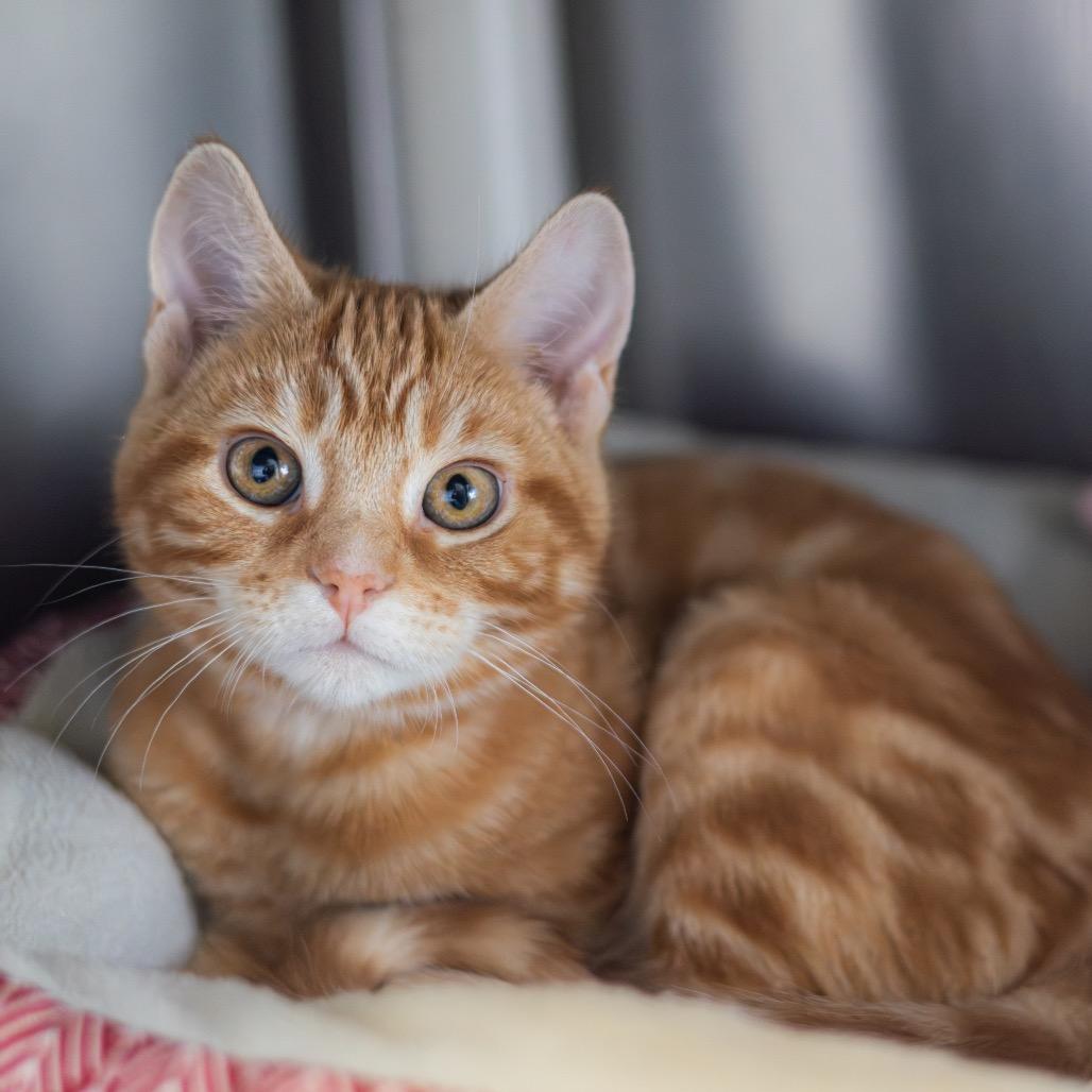 Louise (bonded with Mario)