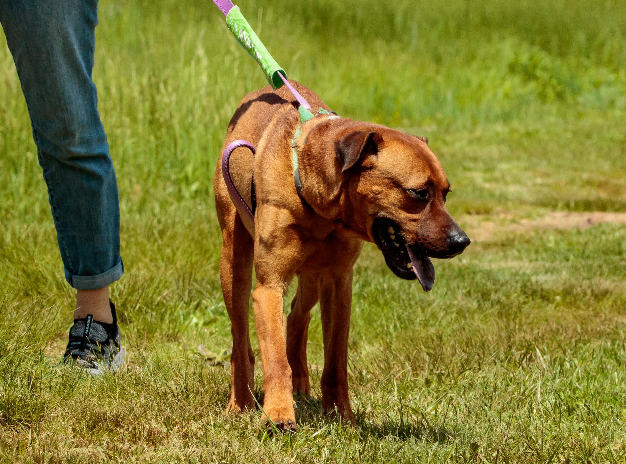 TRANSMISSION "Tranny", Adult Male Labrador Retriever