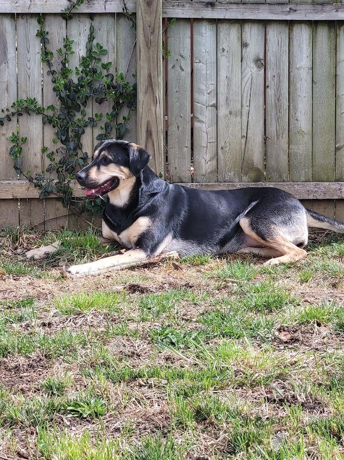 Tonks, Adoptable, Adult Female Labrador Retriever & Shepherd.