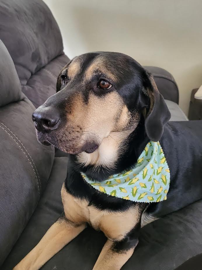 Enlarge Tonks, a Adoptable mixed breed in Bloomington, IN image 2/6