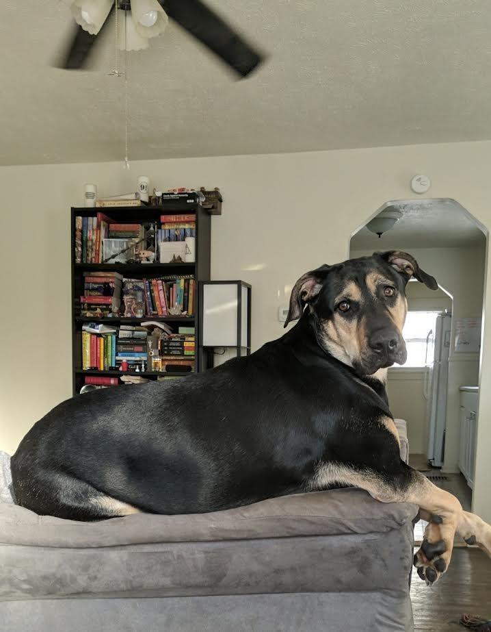 Enlarge Tonks, a Adoptable mixed breed in Bloomington, IN image 3/6