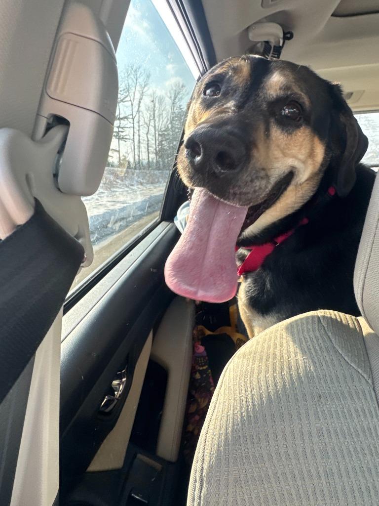Enlarge Tonks, a Adoptable mixed breed in Bloomington, IN image 5/6