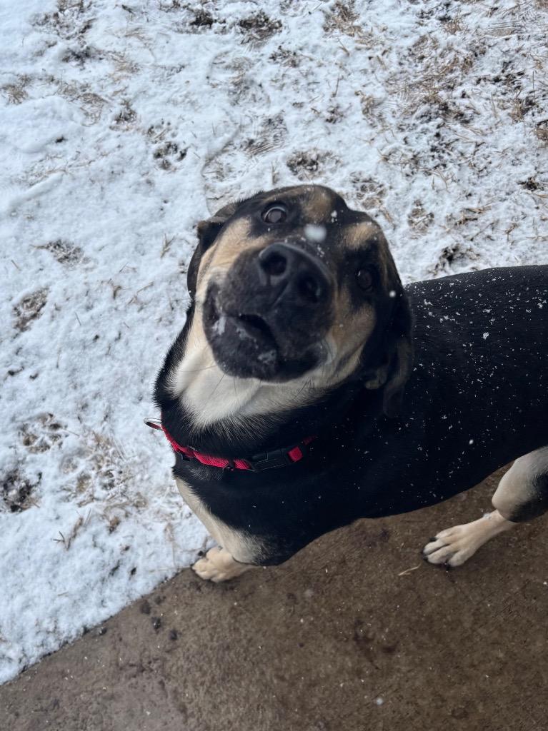 Enlarge Tonks, a Adoptable mixed breed in Bloomington, IN image 6/6