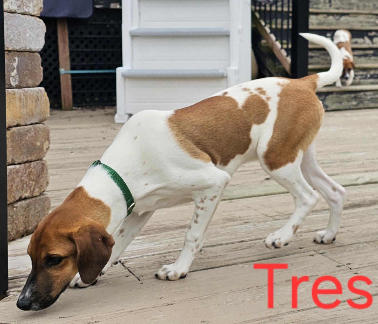 Enlarge Tres, a ADOPTABLE mixed breed in Aurora, IL image 2/3