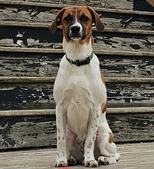 Tres, ADOPTABLE, Puppy Male Terrier.