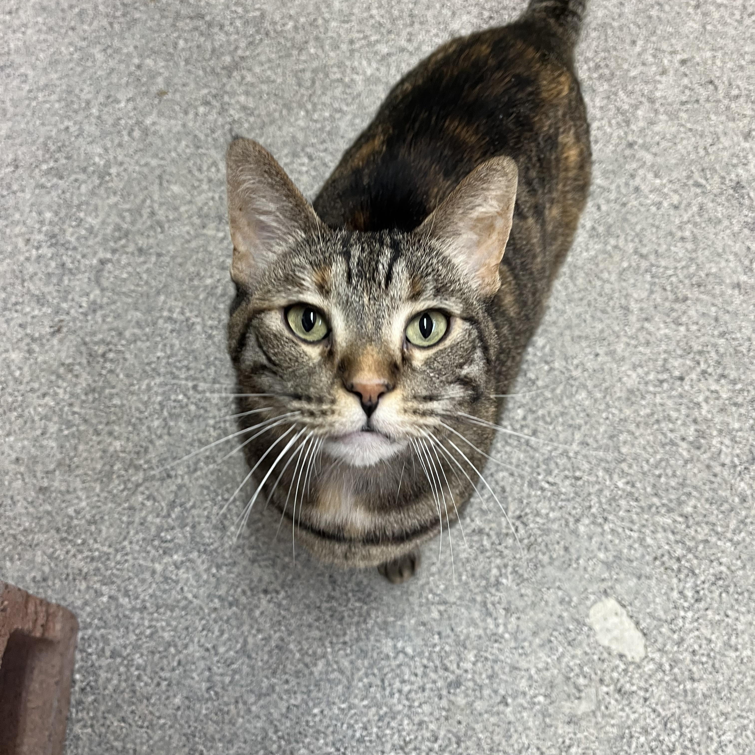 Gabby, Adopted, Adult Female Domestic Short Hair.