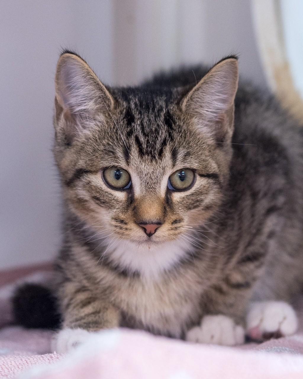 JESTER (0043), Adopted, Kitten Male Domestic Short Hair.