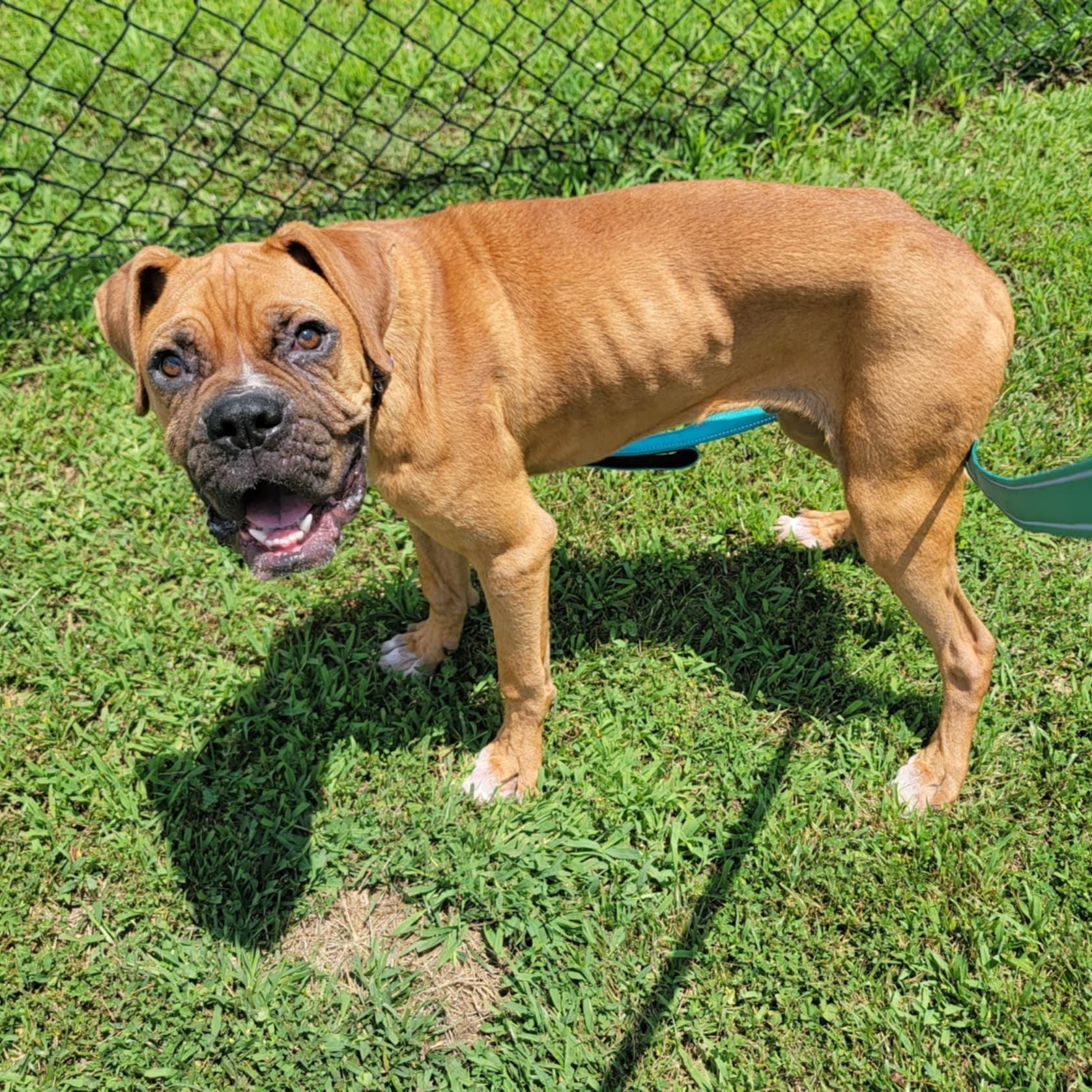 Mario, Young Male Boxer