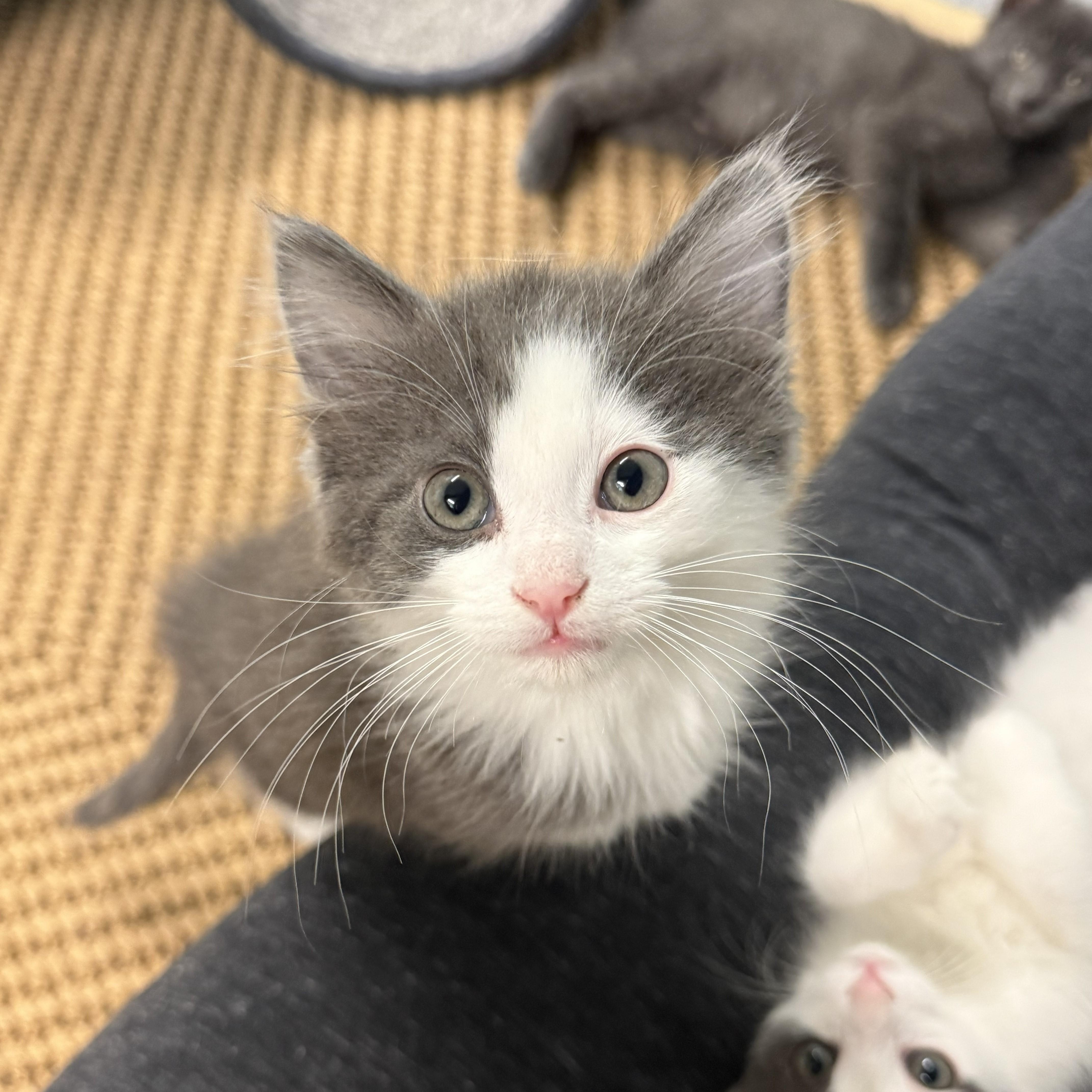 Enlarge Felix, an adopted Domestic Medium Hair in Chicago, IL image 3/4