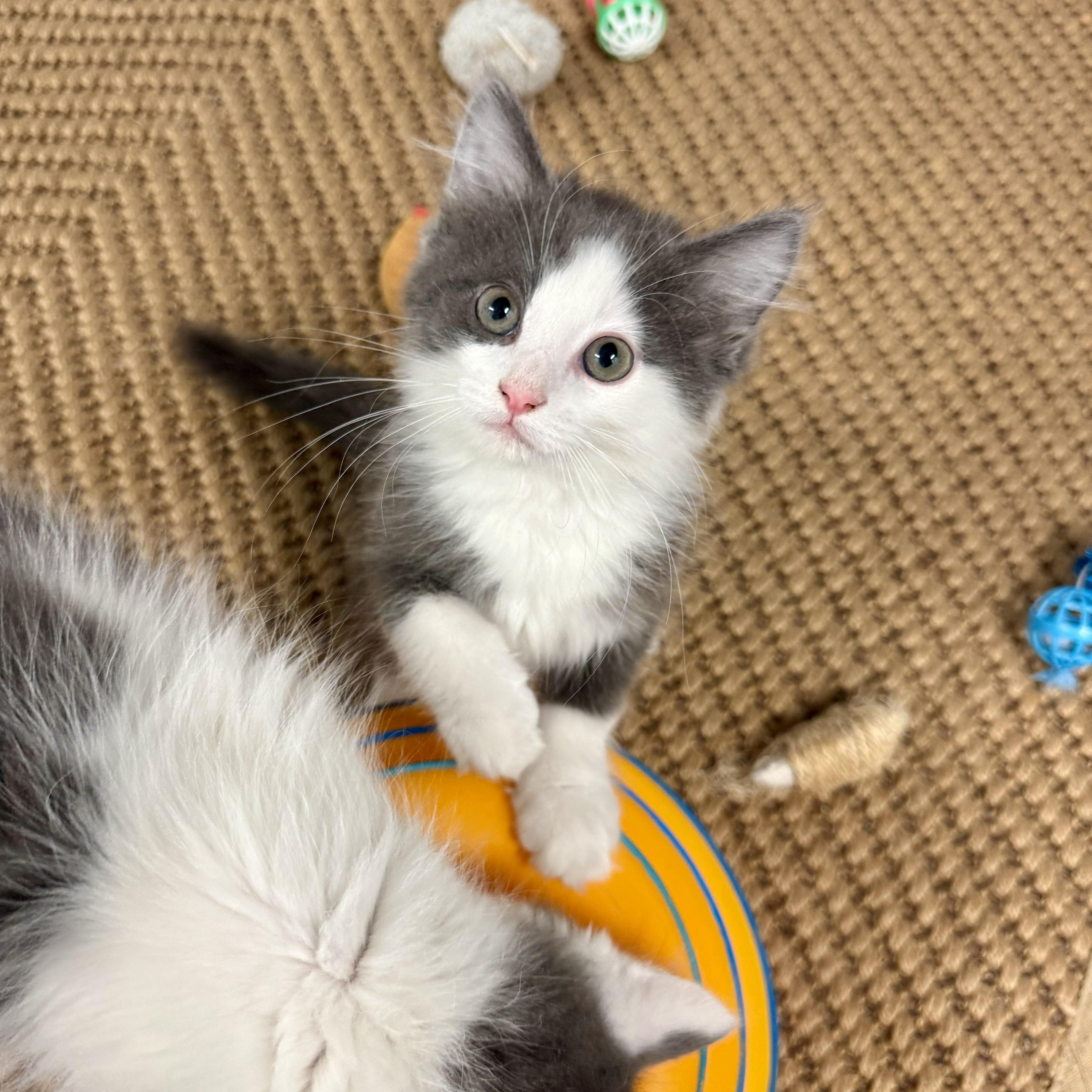 Enlarge Felix, an adopted Domestic Medium Hair in Chicago, IL image 4/4
