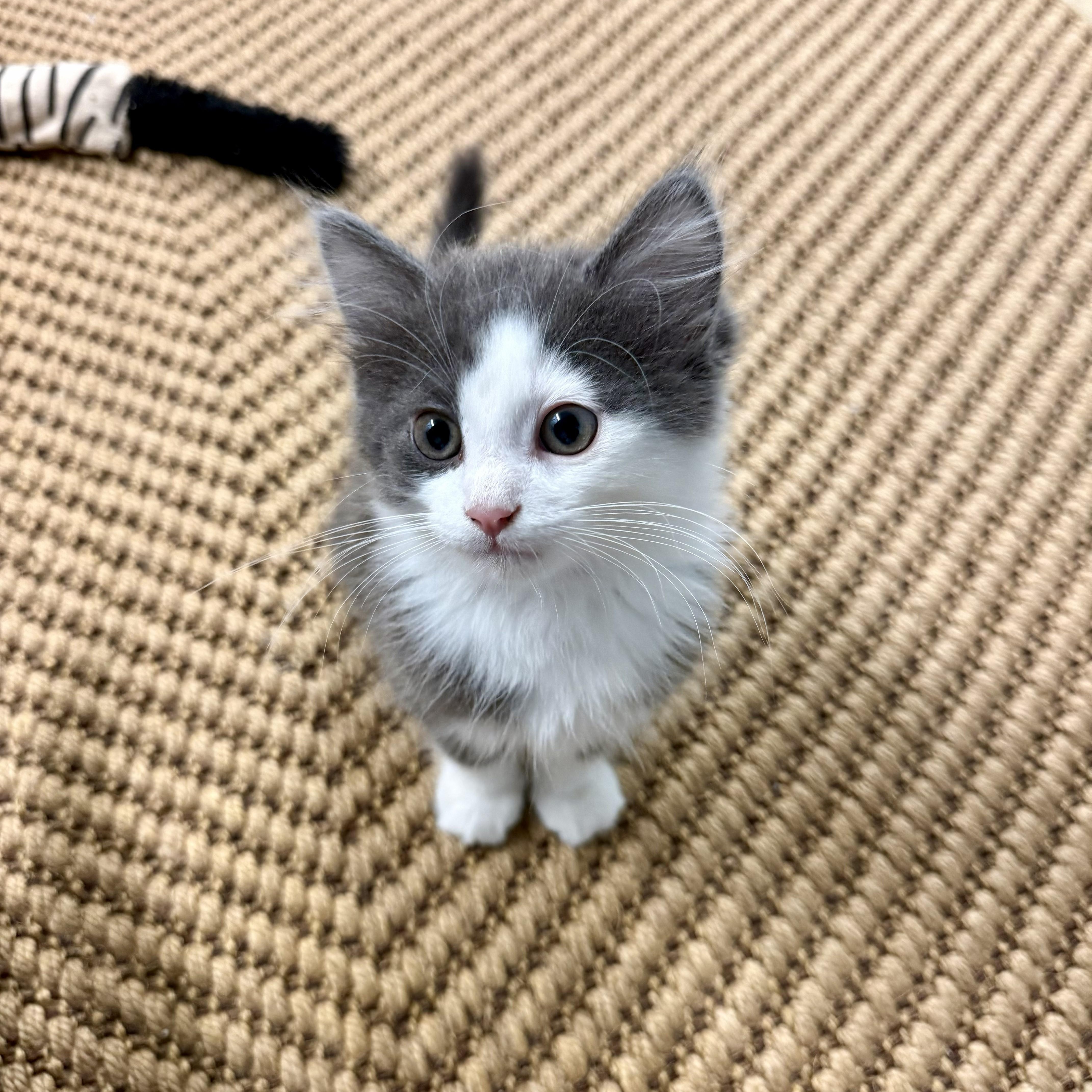 Felix, adopted, Kitten Male Domestic Medium Hair.