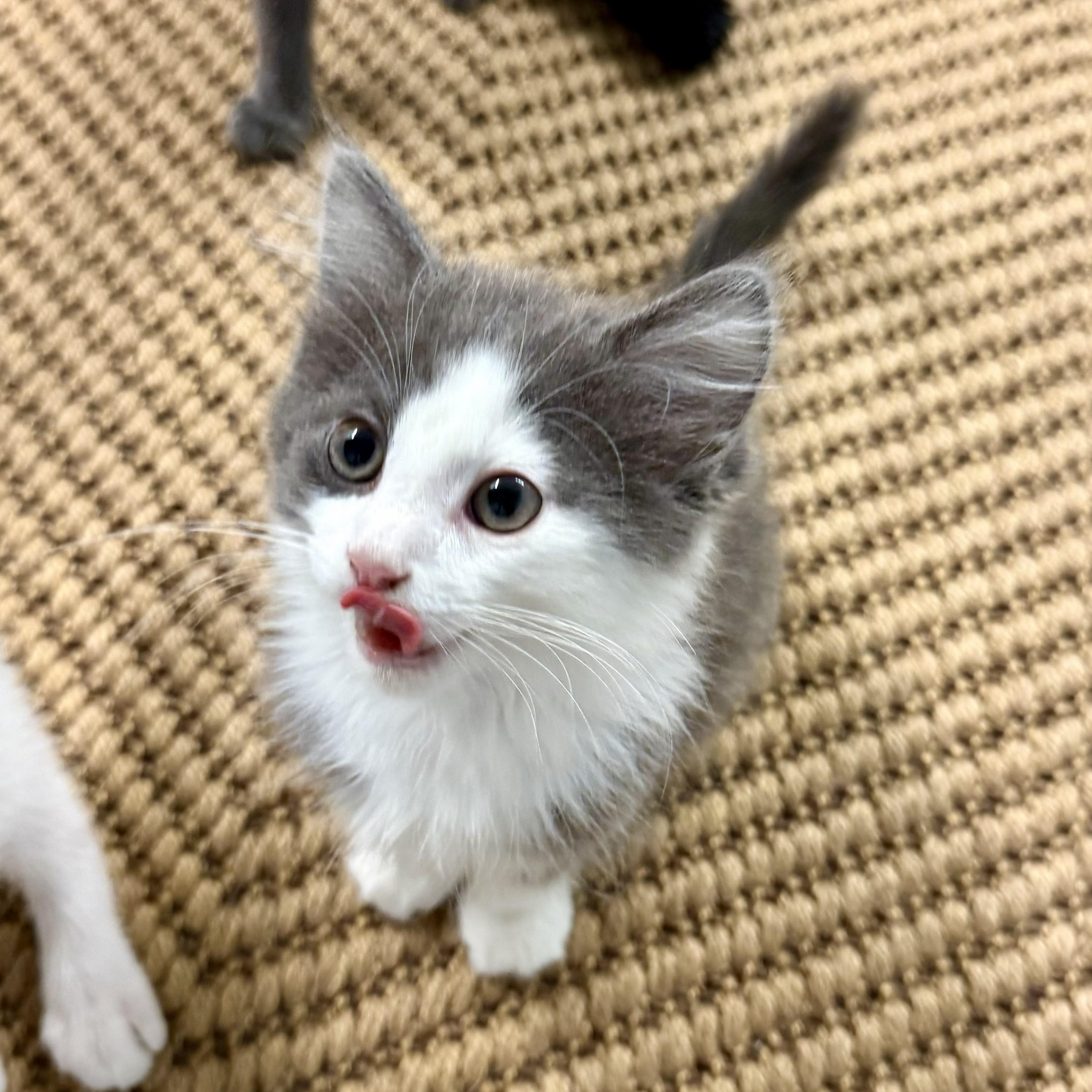 Enlarge Felix, an adopted Domestic Medium Hair in Chicago, IL image 2/4