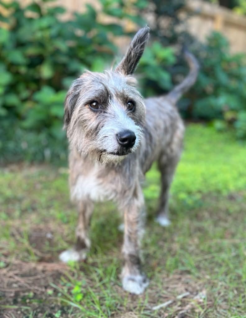 Enlarge Violeta, a ADOPTABLE mixed breed in Cumming, GA image 2/4