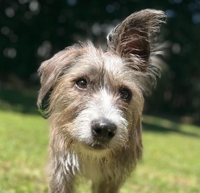 Enlarge Violeta, a ADOPTABLE mixed breed in Cumming, GA image 1/4