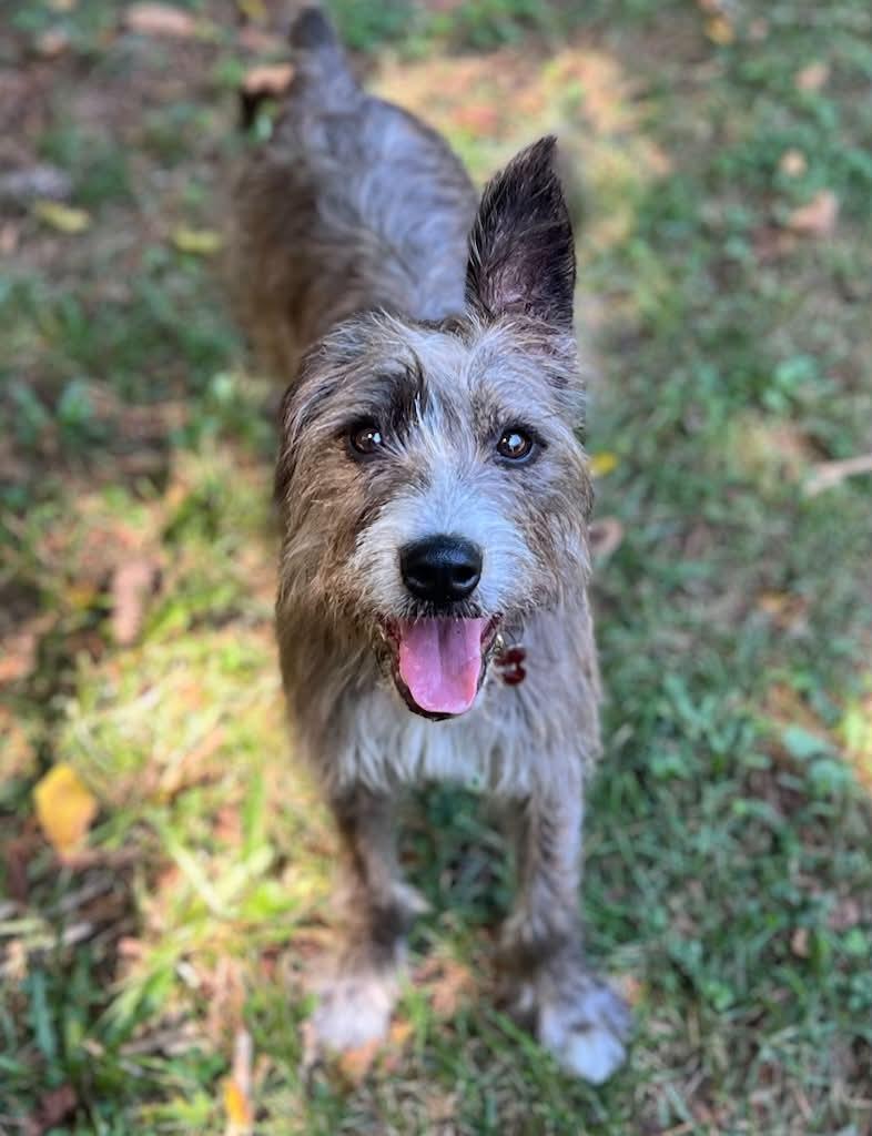 Enlarge Violeta, a ADOPTABLE mixed breed in Cumming, GA image 4/4