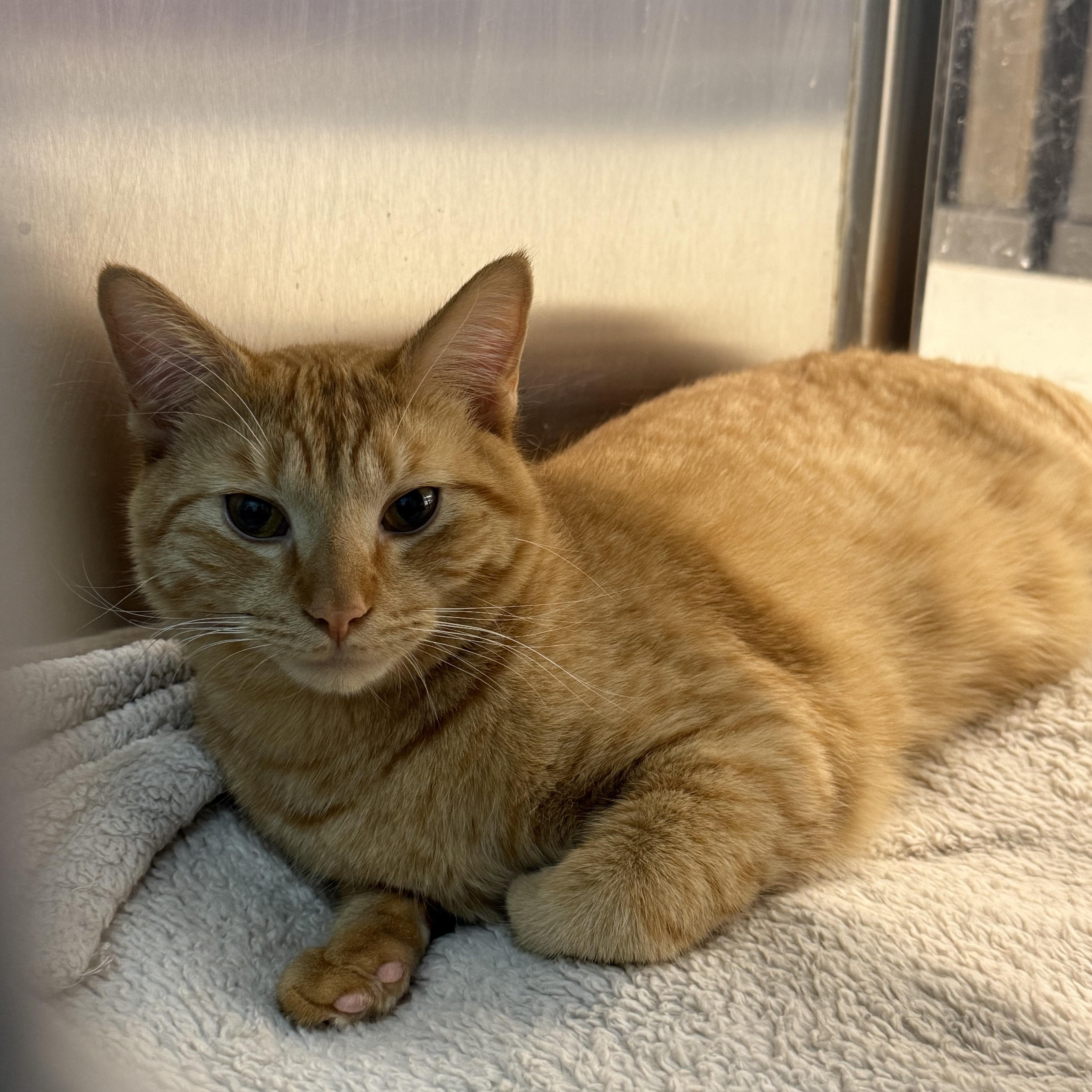 Enlarge CJ & Simba, a ADOPTABLE Domestic Short Hair in Woburn, MA image 5/6