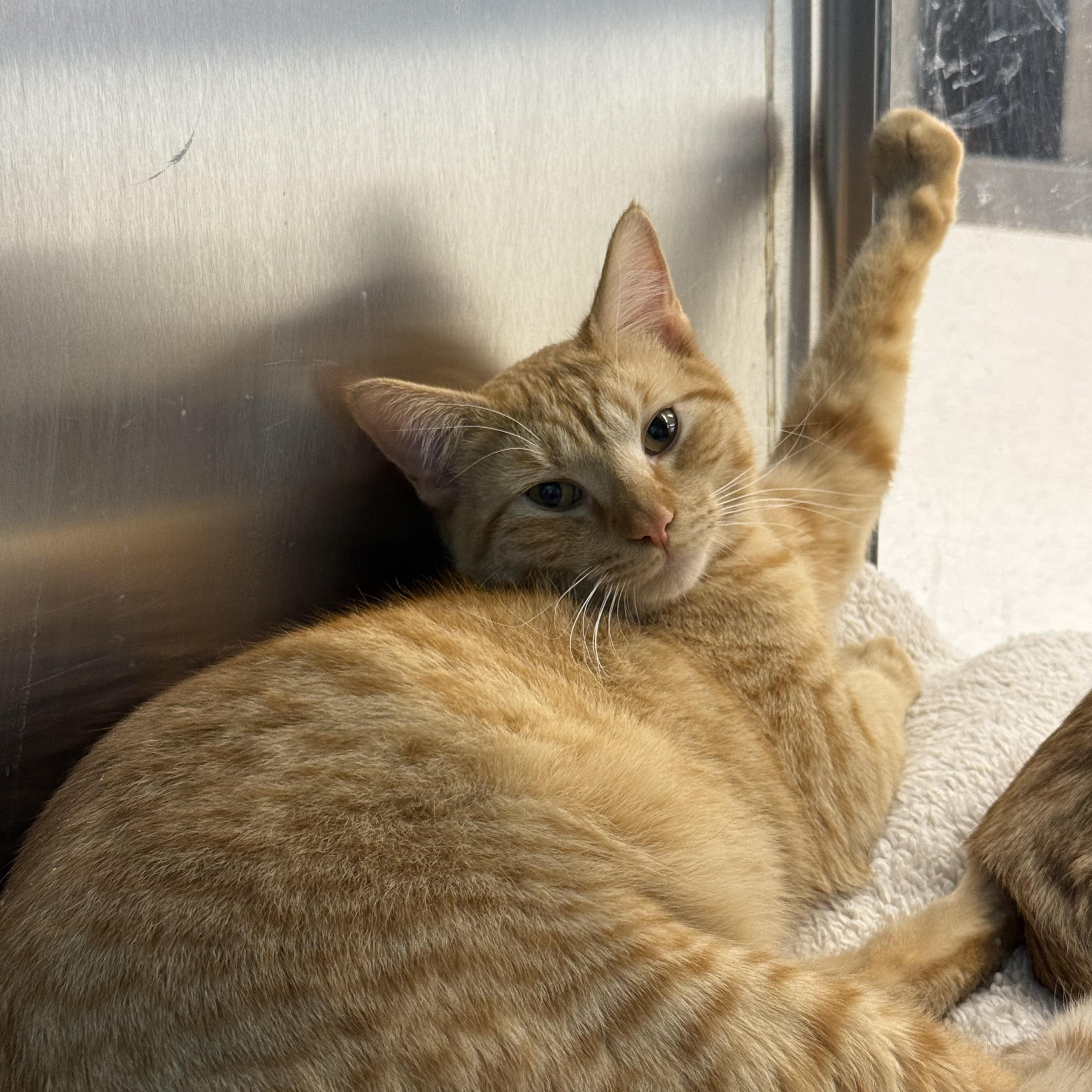 Enlarge CJ & Simba, a ADOPTABLE Domestic Short Hair in Woburn, MA image 4/6