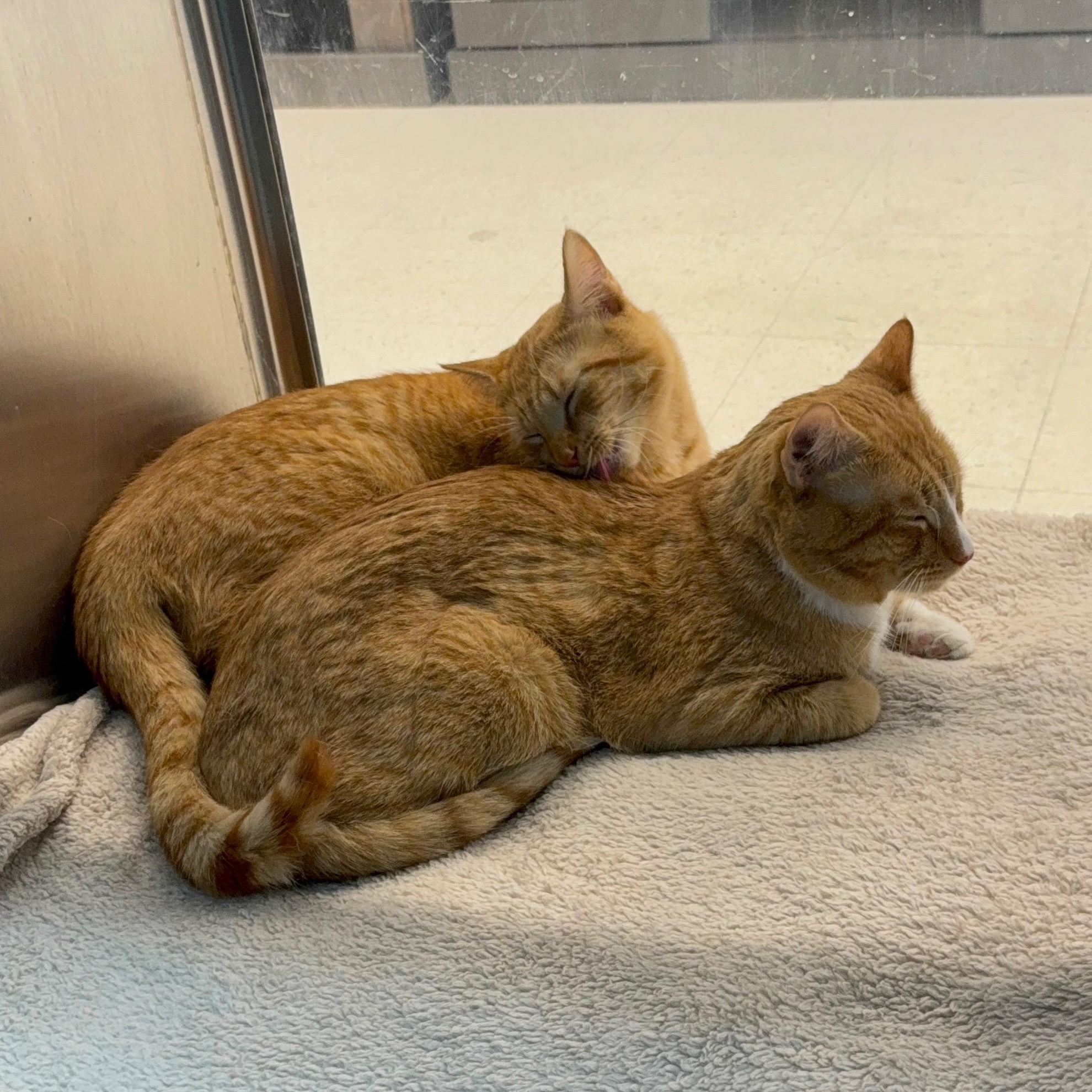 Enlarge CJ & Simba, a ADOPTABLE Domestic Short Hair in Woburn, MA image 3/6