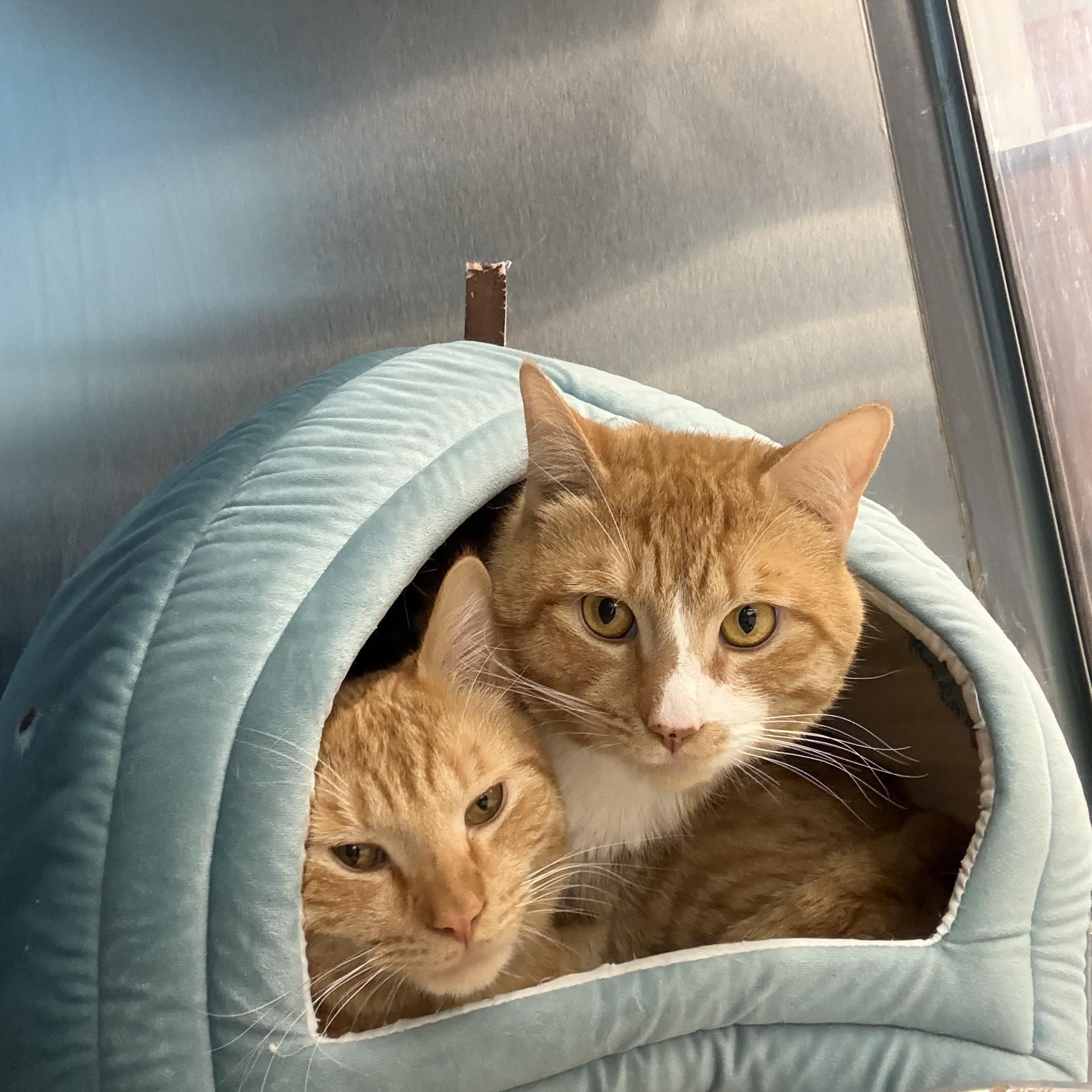 CJ & Simba, ADOPTABLE, Adult Male Domestic Short Hair.