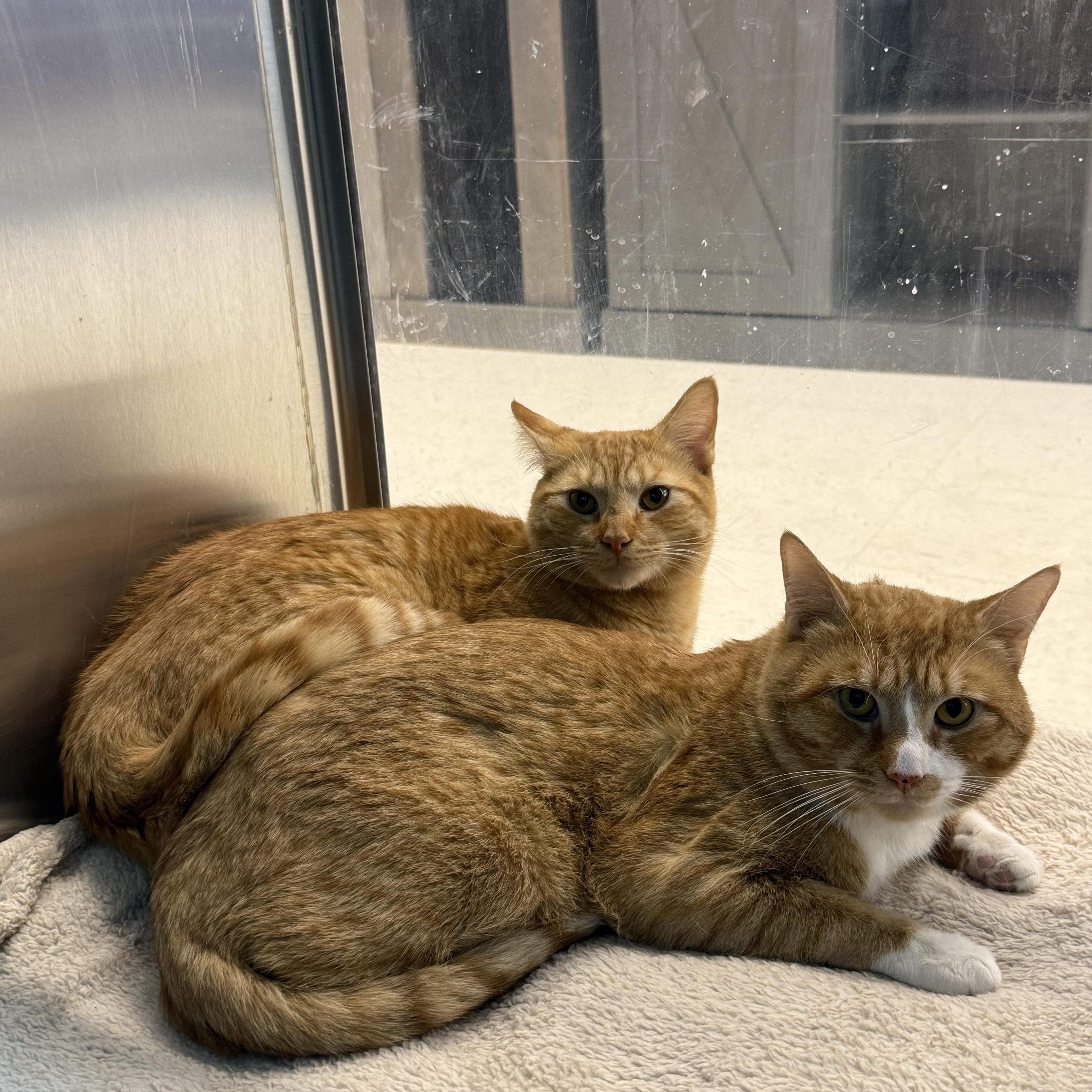 Enlarge CJ & Simba, a ADOPTABLE Domestic Short Hair in Woburn, MA image 6/6