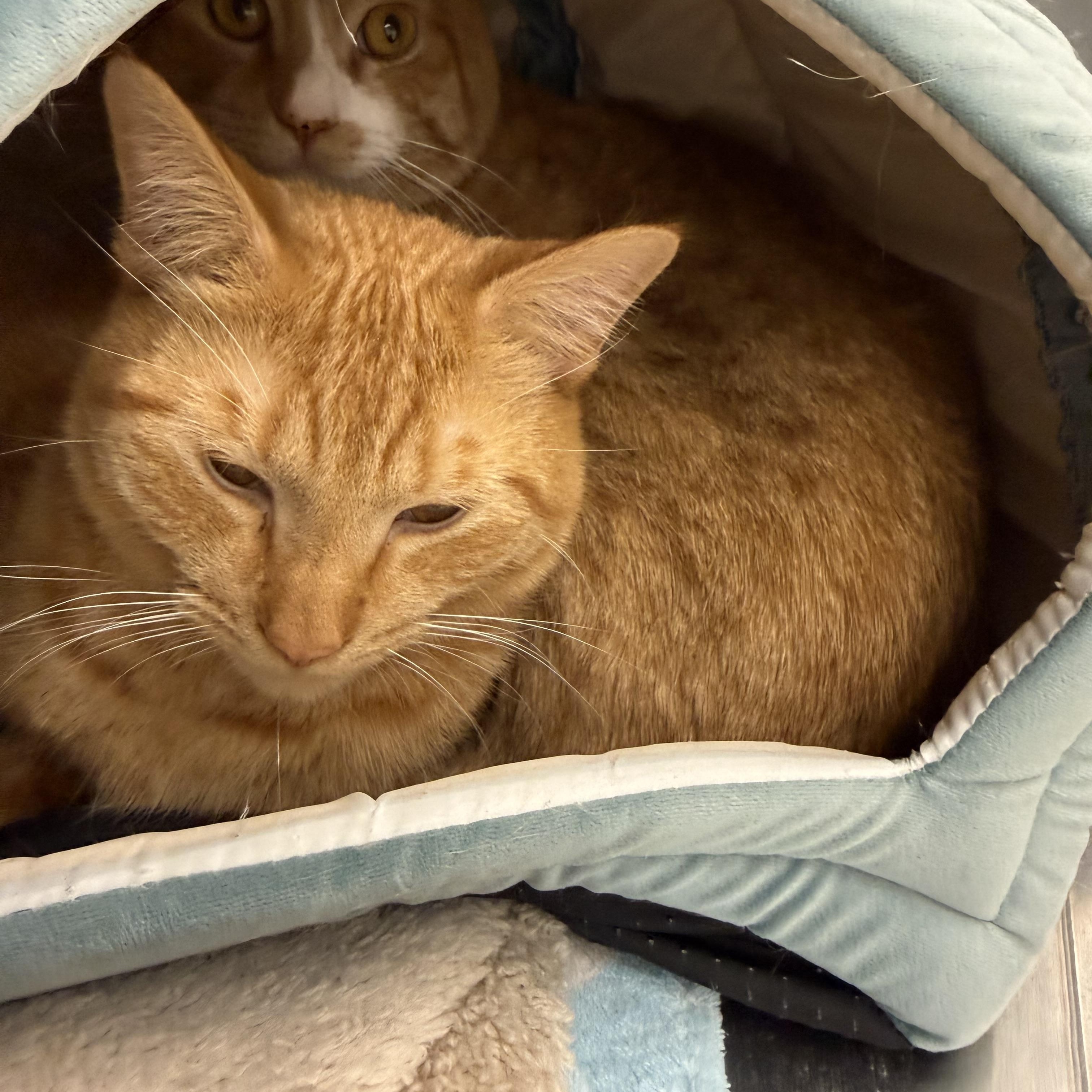 Enlarge CJ & Simba, a ADOPTABLE Domestic Short Hair in Woburn, MA image 2/6
