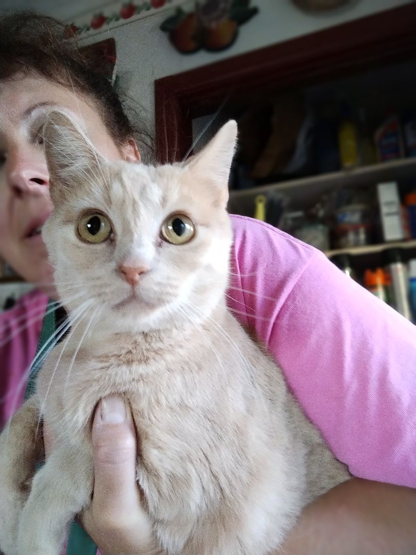 Julia, a Adoptable Domestic Short Hair in Jasonville, IN image 1/2