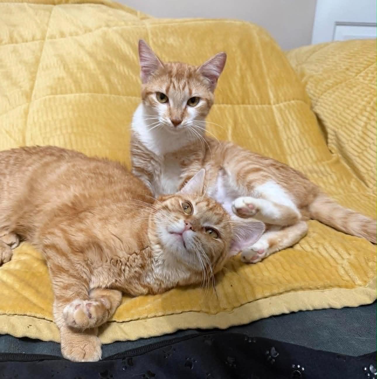 Enlarge Nala, an adopted Domestic Short Hair in Cortland, OH image 4/4