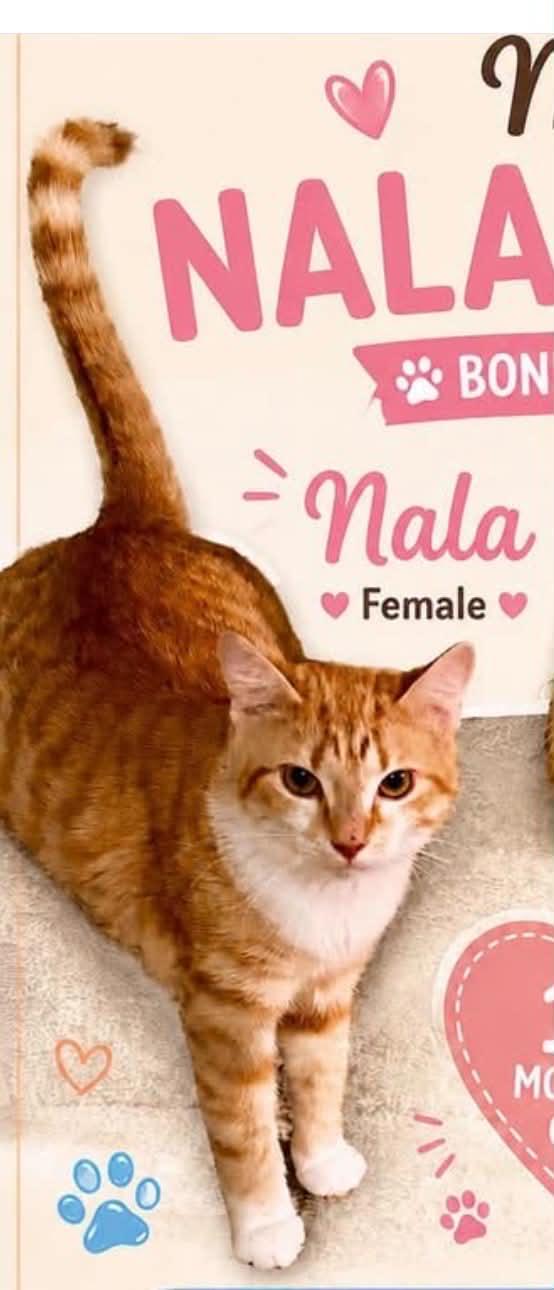 Enlarge Nala, an adopted Domestic Short Hair in Cortland, OH image 3/4