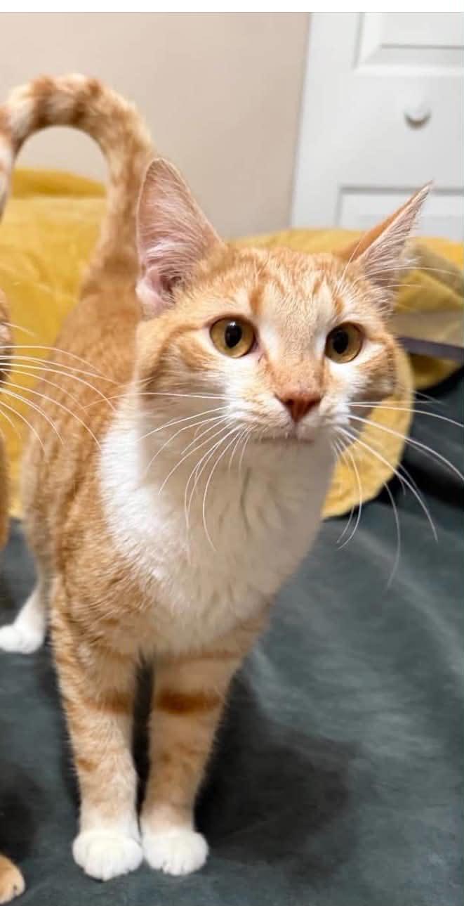 Enlarge Nala, an adopted Domestic Short Hair in Cortland, OH image 2/4