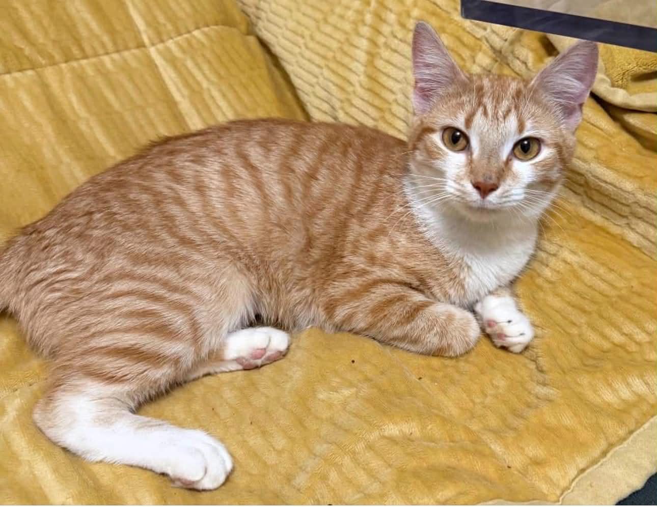 Enlarge Nala, an adopted Domestic Short Hair in Cortland, OH image 1/4