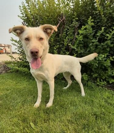 LouAnn, ADOPTABLE, Adult Female Yellow Labrador Retriever.
