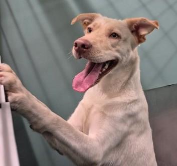 LouAnn, ADOPTABLE, Adult Female Yellow Labrador Retriever.