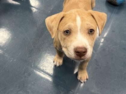 Sirloin, Adoptable, Puppy Male American Staffordshire Terrier & Mixed Breed.