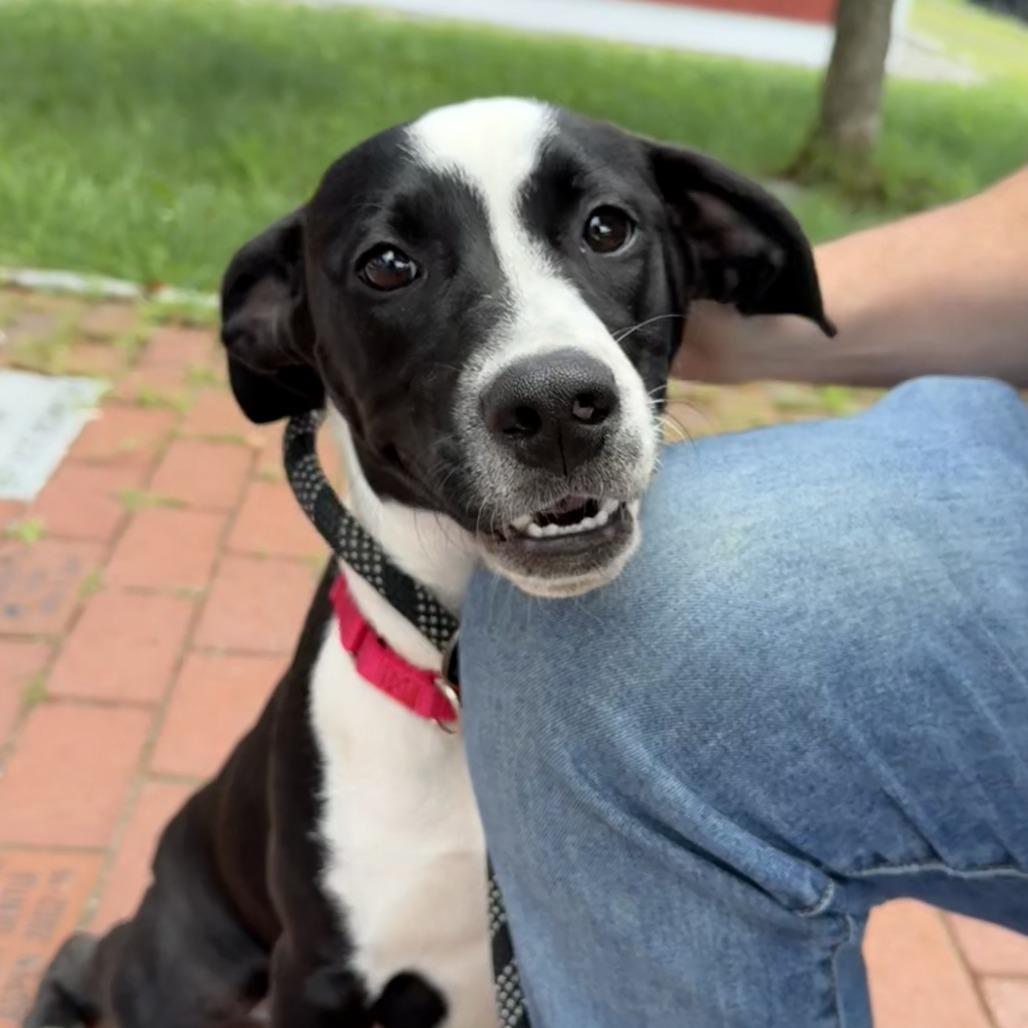 Jersey, Adoptable, Adult Female Mixed Breed.