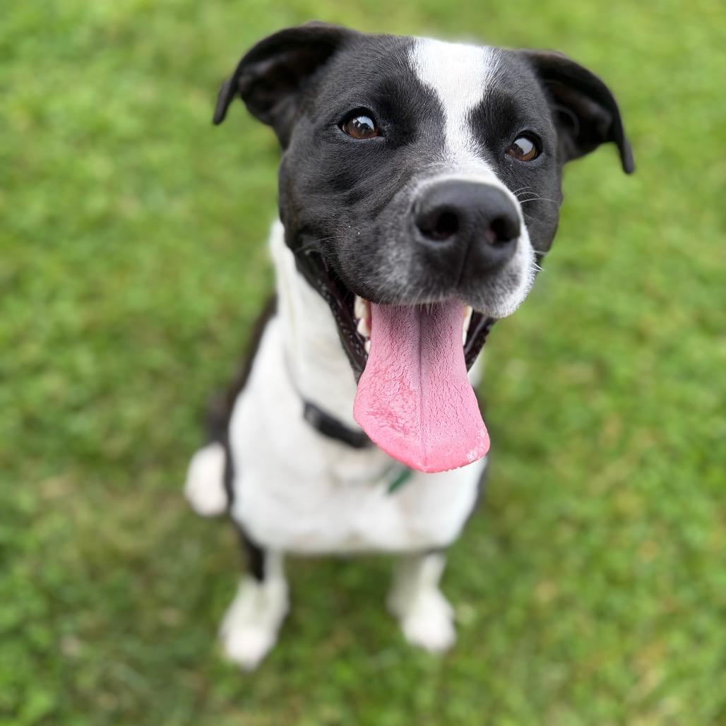 Jersey, a Adoptable Mixed Breed in Morrisville, VT image 2/6