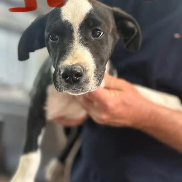 Jersey, a Adoptable Mixed Breed in Morrisville, VT image 3/6