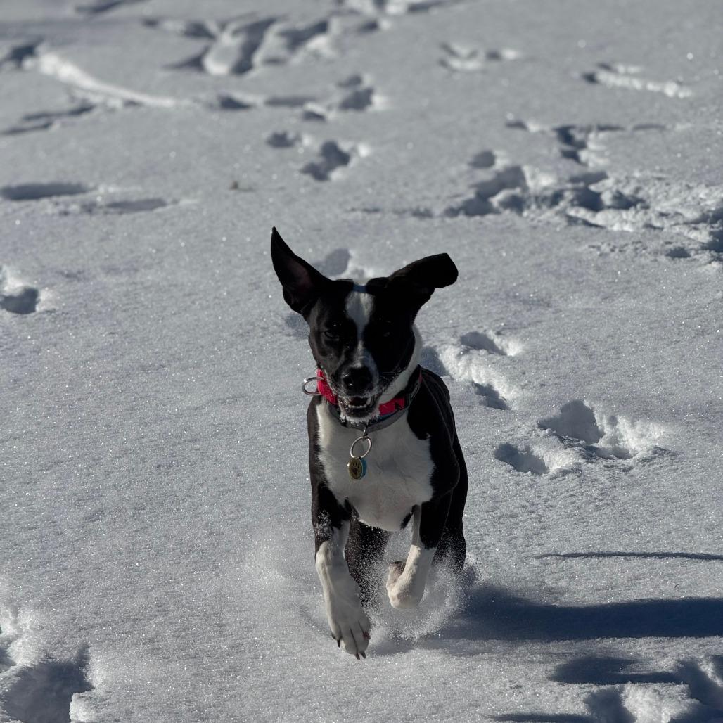 Jersey, a Adoptable Mixed Breed in Morrisville, VT image 4/6
