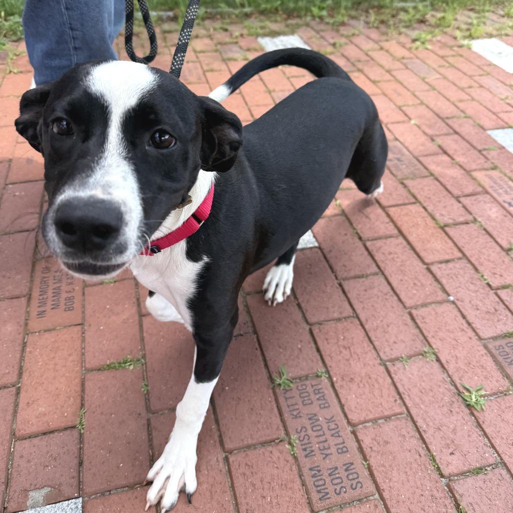 Jersey, a Adoptable Mixed Breed in Morrisville, VT image 5/6