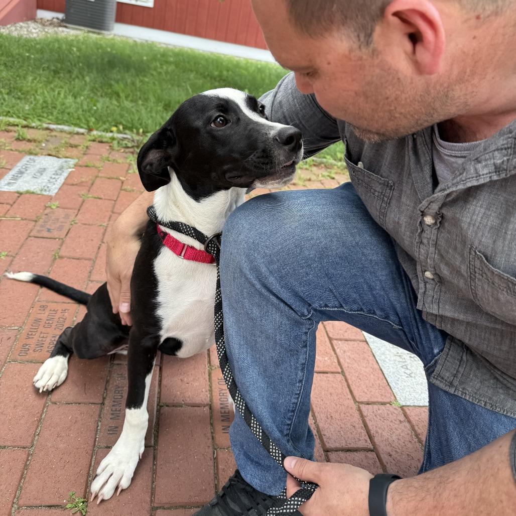 Jersey, a Adoptable Mixed Breed in Morrisville, VT image 6/6