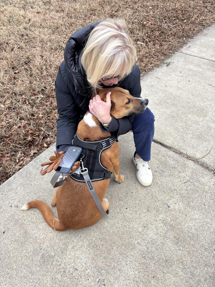 Sadie, Adoptable, Young Female Labrador Retriever & Mountain Cur.